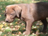 3 chiots Labradors chocolats de juin 2025 à vendre , LOF, 1 mâle et 2 femelles