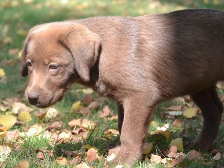 3 chiots Labradors chocolats de juin 2025 à vendre , LOF, 1 mâle et 2 femelles