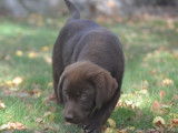 3 chiots Labradors chocolats de juin 2025 à vendre , LOF, 1 mâle et 2 femelles
