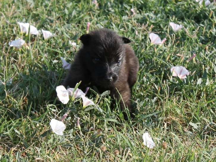 11 chiots Berger Belge Tervueren LOF à réserver, nés en juillet 2025