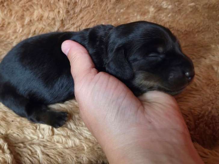 Chiots Teckel Standard Poil Long mâle et femelle d’août 2025, noir et feu et arlequin bleu LOF à réserver