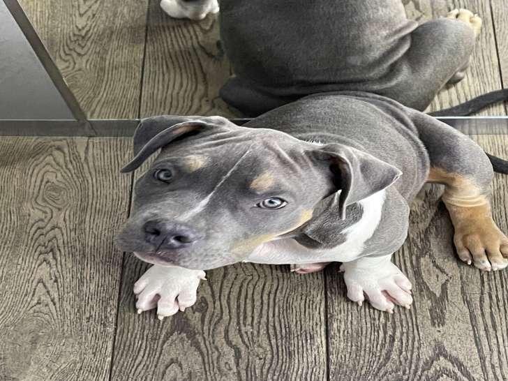 Floky bb