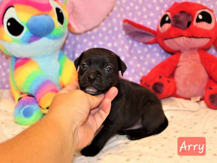Chiots Staffie LOF à vendre
