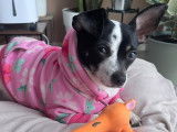 Femelle Chihuaha disponible pour saillie