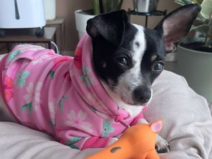 Femelle Chihuaha disponible pour saillie