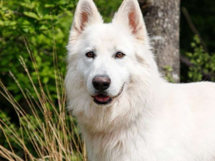 1 Berger Blanc Suisse mâle blanc adulte LOF à placer