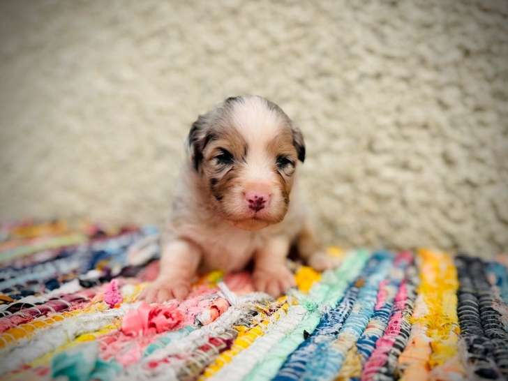 6 Chiots Bergers Australiens LOF à réserver