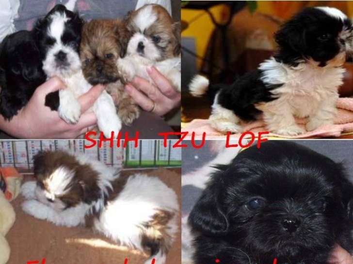 7 Chiots Shih Tzu Mâles et Femelles LOF et Non LOF – à vendre