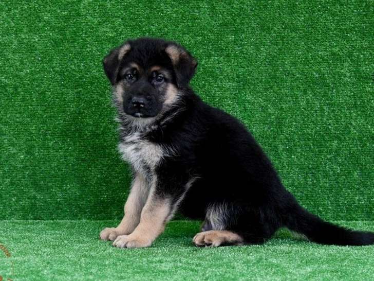 5 Chiots Berger Allemand Mâles LOF Testés – à vendre