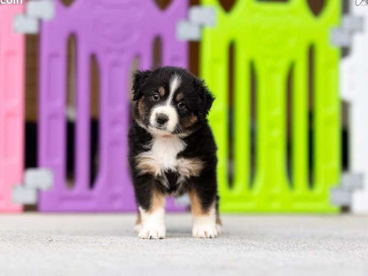 11 Chiots Berger Américain Miniature Mâles et Femelles LOF – à réserver