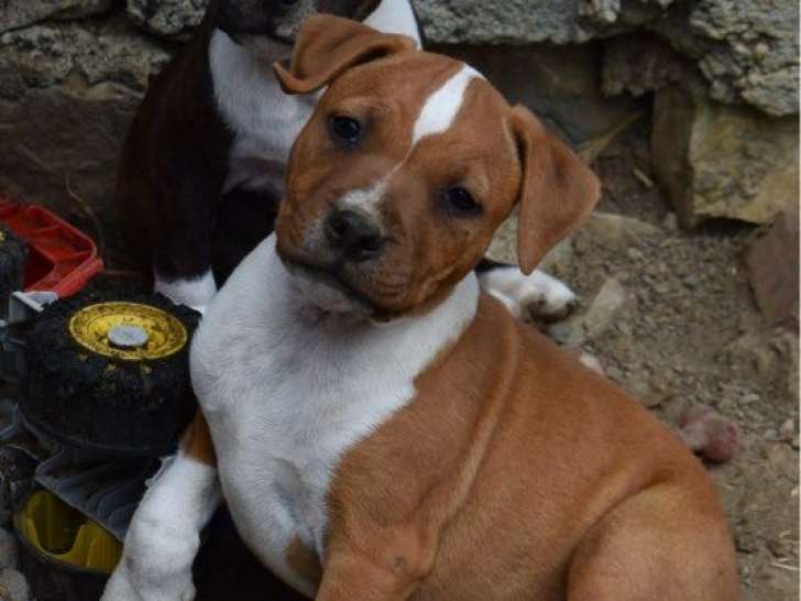 1 Chiot Staffordshire Bull Terrier Mâle LOF de juin 2025 – à vendre