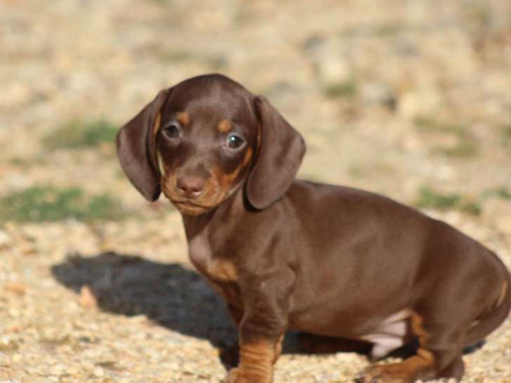 1 chiot Mâle Teckel Poil Ras LOF Chocolat & Tan – à vendre, né en juin 2025