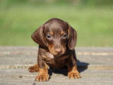 1 chiot Mâle Teckel Poil Ras LOF Chocolat & Tan – à vendre, né en juin 2025
