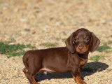1 chiot Mâle Teckel Poil Ras LOF Chocolat & Tan – à vendre, né en juin 2025