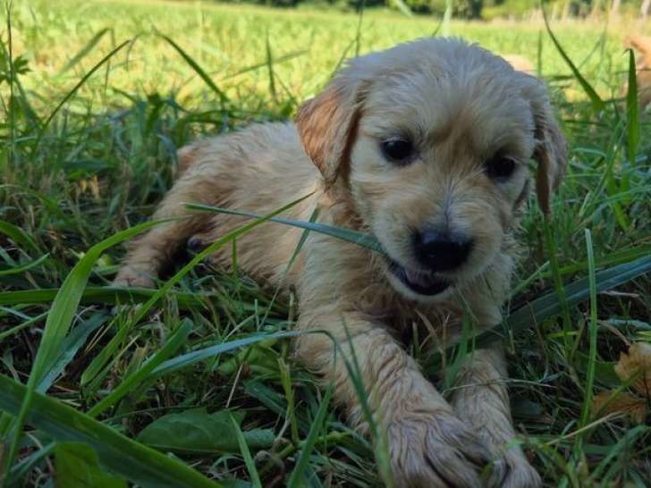 9 chiots Golden Retriever Mâles et Femelles LOF – à vendre