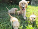 9 chiots Golden Retriever Mâles et Femelles LOF – à vendre
