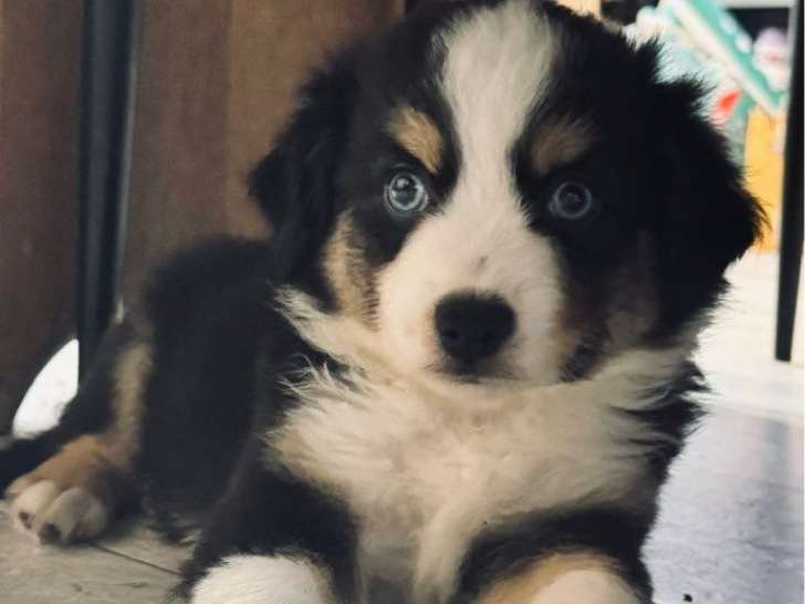 1 Chiot Berger Américain Miniature Femelle LOF – à vendre