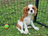 Chiots Femelles Cavalier King Charles LOF – à vendre