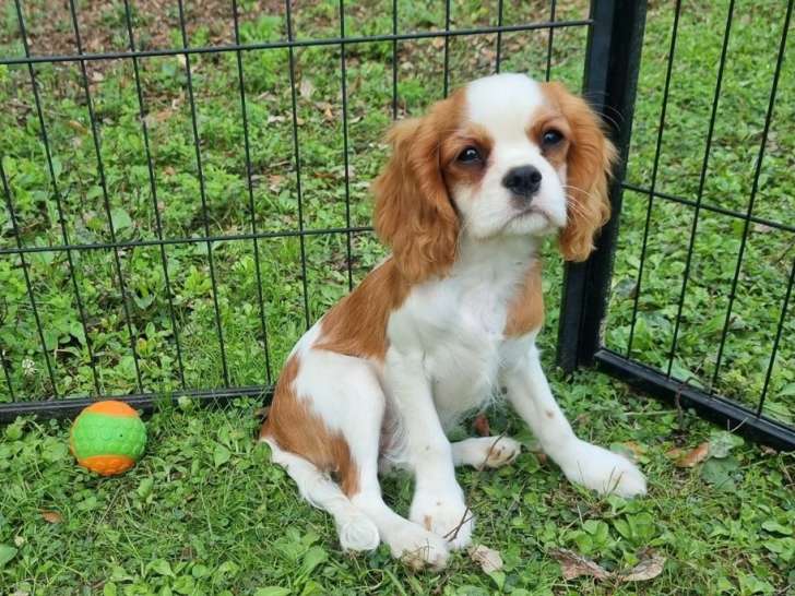 Chiots Femelles Cavalier King Charles LOF – à vendre