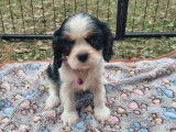 Chiots Femelles Cavalier King Charles LOF – à vendre