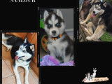Chiots Husky Sibérien mâle et femelle noir et blanc nés le 1er août 2025 – disponibles septembre – LOF
