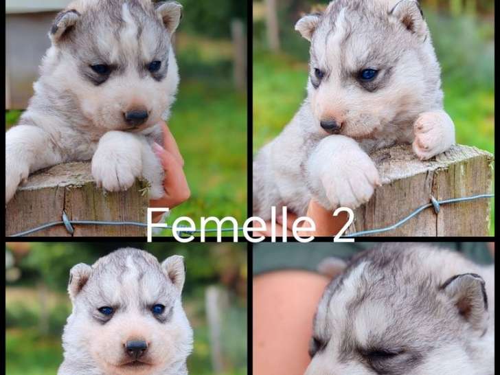 Chiots Husky Sibérien mâle et femelle noir et blanc nés le 1er août 2025 – disponibles septembre – LOF