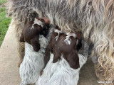 Chiots Griffon Korthals mâles et femelles fauve et noir nés le 1er août 2025 – disponibles septembre – LOF