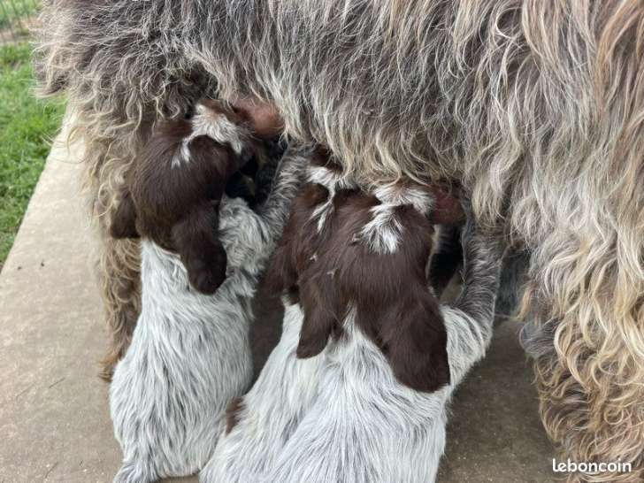 Chiots Griffon Korthals mâles et femelles fauve et noir nés le 1er août 2025 – disponibles septembre – LOF