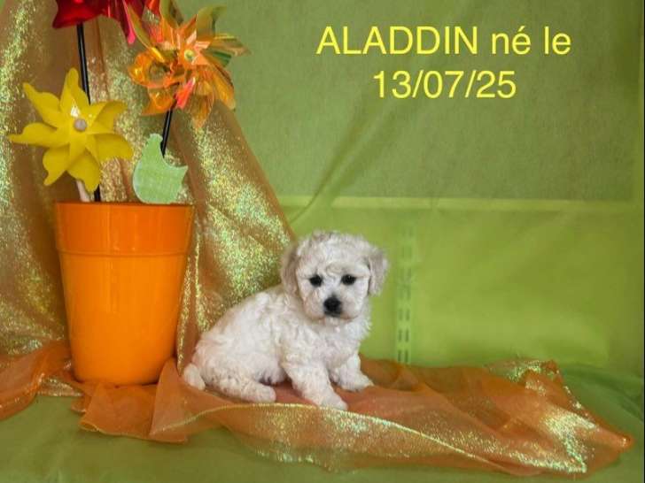 À vendre, 2 chiots Bichon Frisé mâles fauve et blanc nés le 13 juillet 2025, LOF