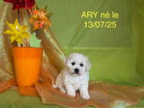 À vendre, 2 chiots Bichon Frisé mâles fauve et blanc nés le 13 juillet 2025, LOF