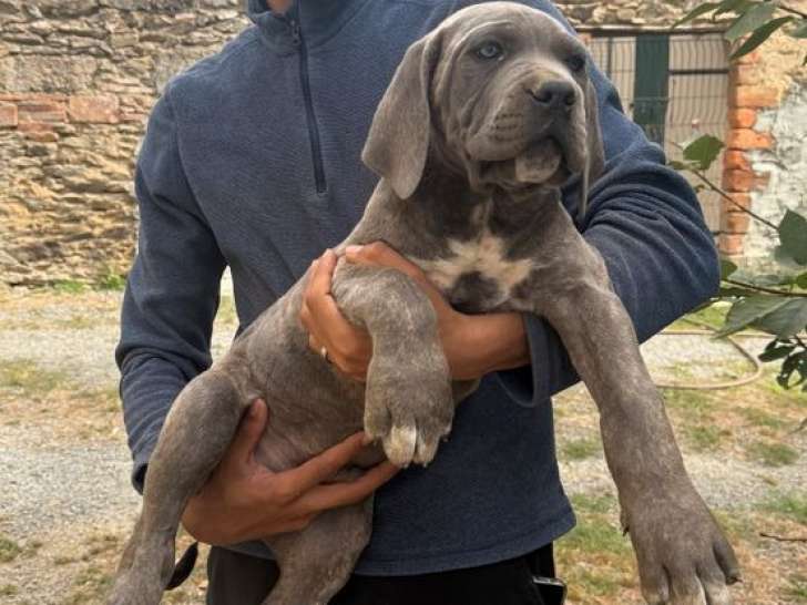 6 chiots Cane Corso nés le 20 juin 2025 à vendre – LOF