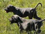 6 chiots Cane Corso nés le 20 juin 2025 à vendre – LOF