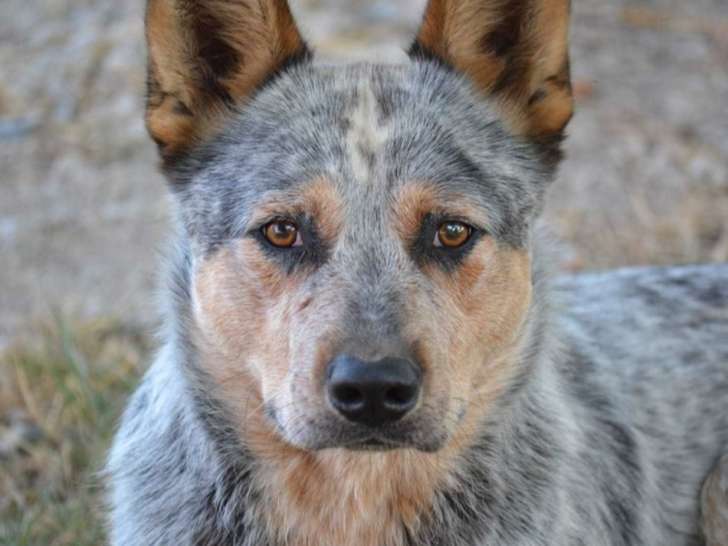 Max, jeune Bouvier Australien à vendre