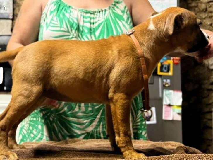 1 chiot Staffordshire Bull Terrier femelle fauve née le 16 mars 2025 LOF à vendre