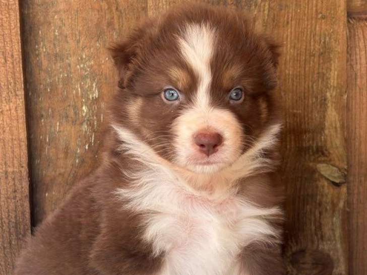 À réserver, 8 chiots Bergers Australiens LOF, nés en juillet 2025, 4 mâles et 4 femelles