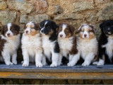 À réserver, 8 chiots Bergers Australiens LOF, nés en juillet 2025, 4 mâles et 4 femelles