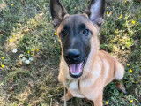 3 chiots Malinois LOF à vendre, 1 mâle et 2 femelles, nés en juillet 2025, couleur fauve charbonné