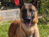 3 chiots Malinois LOF à vendre, 1 mâle et 2 femelles, nés en juillet 2025, couleur fauve charbonné