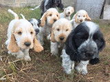 2 chiots Cockers Anglais LOF à vendre, mâles orange et blanc, nés en juin 2025, disponibles fin août