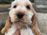 2 chiots Cockers Anglais LOF à vendre, mâles orange et blanc, nés en juin 2025, disponibles fin août