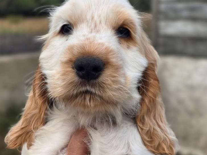 2 chiots Cockers Anglais LOF à vendre, mâles orange et blanc, nés en juin 2025, disponibles fin août