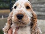 2 chiots Cockers Anglais LOF à vendre, mâles orange et blanc, nés en juin 2025, disponibles fin août
