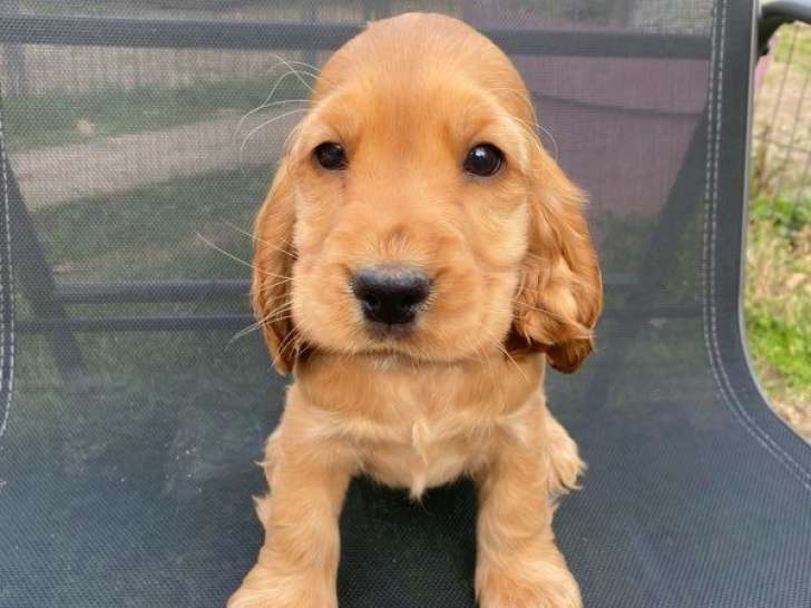 À vendre, 2 chiots Cockers Anglais LOF, nés en mai 2025, un mâle et une femelle disponibles