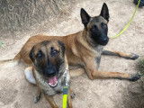 Chiots Malinois LOF à vendre, nés le 7 mai 2025, 2 mâles et 1 femelle disponibles