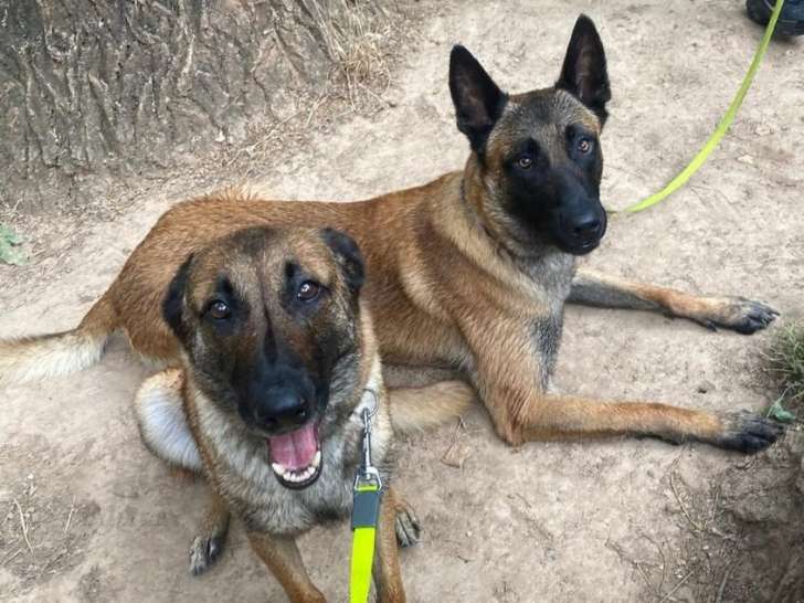 Chiots Malinois LOF à vendre, nés le 7 mai 2025, 2 mâles et 1 femelle disponibles