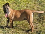 Chiots Malinois LOF à vendre, nés le 7 mai 2025, 2 mâles et 1 femelle disponibles