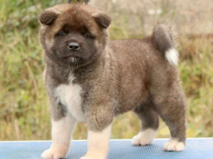 1 chiot femelle Akita Américain LOF à réserver, née en juillet 2025, robe fauve