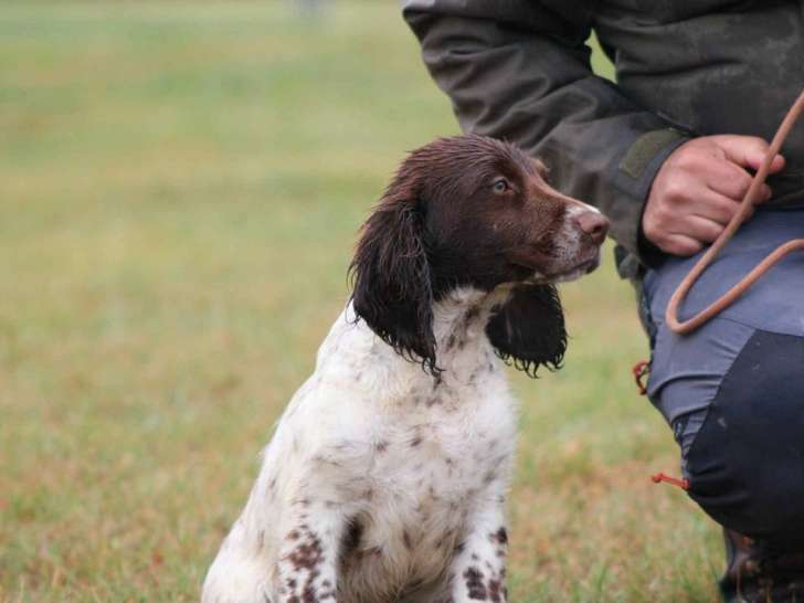 Chiots Springer Spaniel LOF à vendre, nés en mai 2025, 1 mâle disponible, robe fauve et blanc