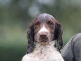Chiots Springer Spaniel LOF à vendre, nés en mai 2025, 1 mâle disponible, robe fauve et blanc