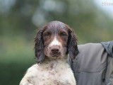 Chiots Springer Spaniel LOF à vendre, nés en mai 2025, 1 mâle disponible, robe fauve et blanc